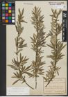 Foto von Salix purpurea L. x Salix viminalis L.